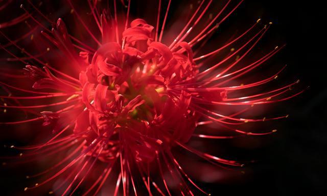 这组照片为你揭开神秘的彼岸花,看过的人都说