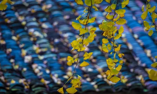 立冬:将渐入寒冬予时光温情,愿岁岁如初