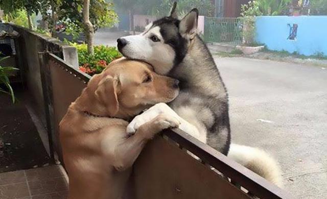 二哈打架输了回家哭