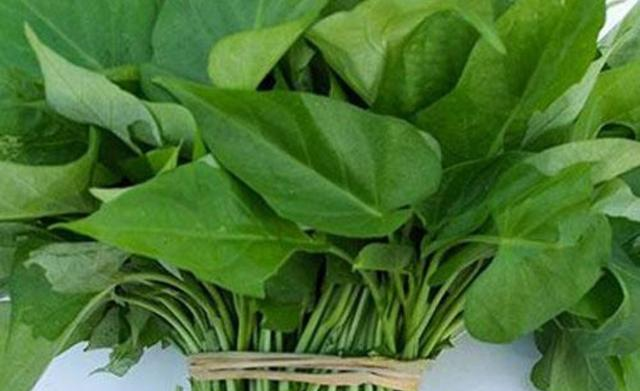 阳台盆栽红薯杆,只需3步浇水就活,3天割一