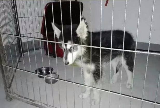 病危的阿拉斯加被人抛弃,被哈士奇发现后,竟然