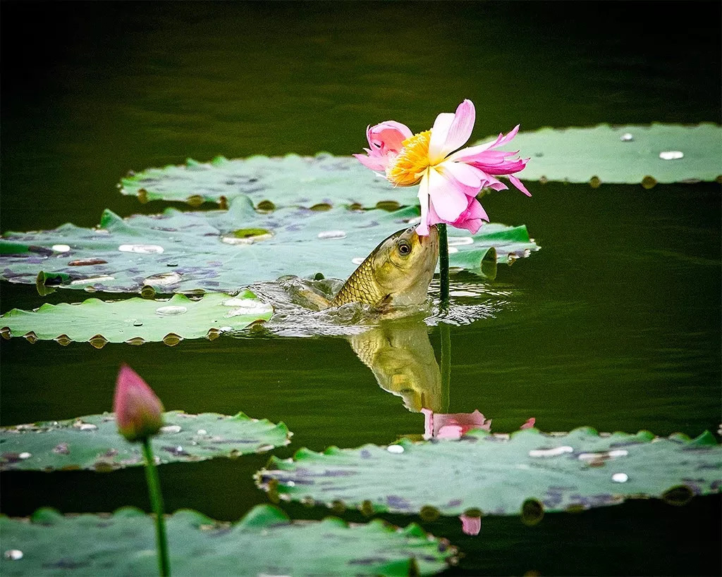 【鲤鱼吃荷花摄影图片】生态摄影_太平洋电脑网摄影部落