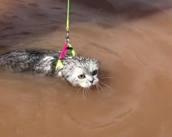猫咪到底会不会游泳,你绝对不知道的秘密
