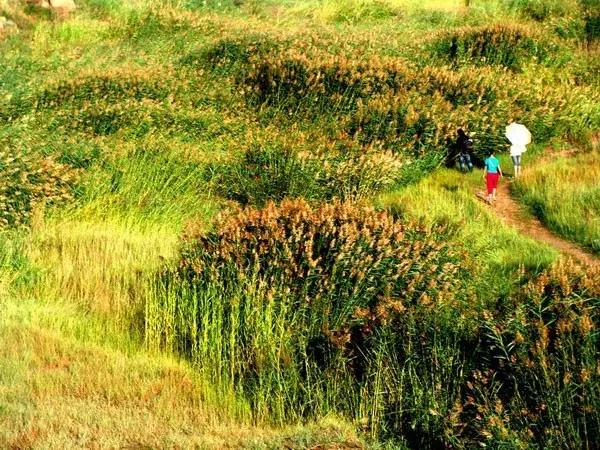 宁夏秋天竟美得如此霸气!全年颜值巅峰期,就在