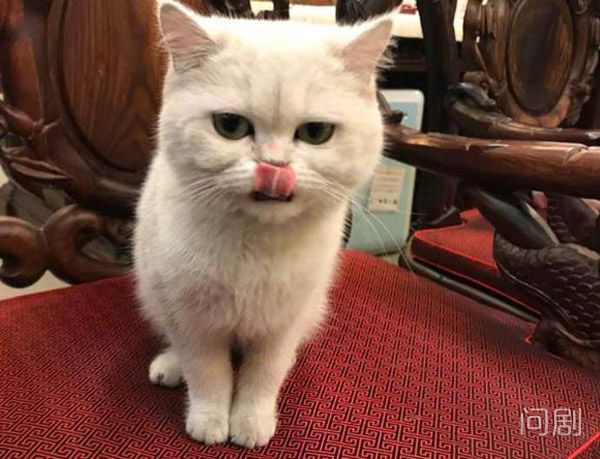 崔永元养的猫是什么品种 原来他也是一位猫奴