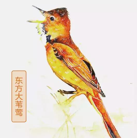 “关关雎鸠，在河之洲”，雎鸠是哪一种鸟类？...