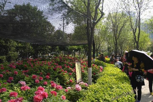 清明小长假去哪玩?西安城西24000株牡丹齐绽