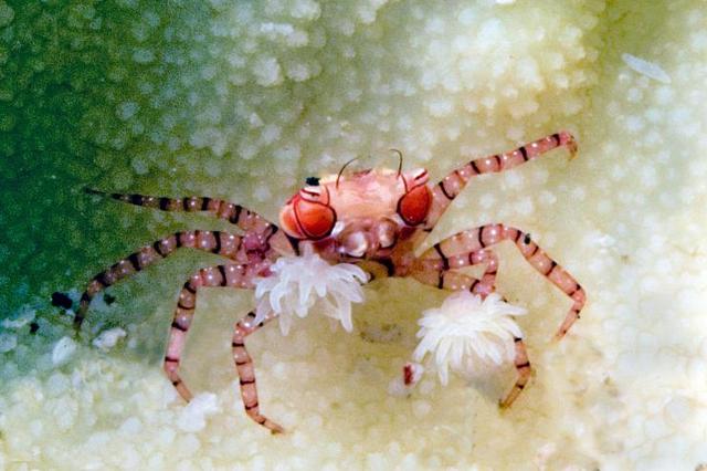 盘点地球上的奇葩螃蟹--在海里没人看就可以随便长了?