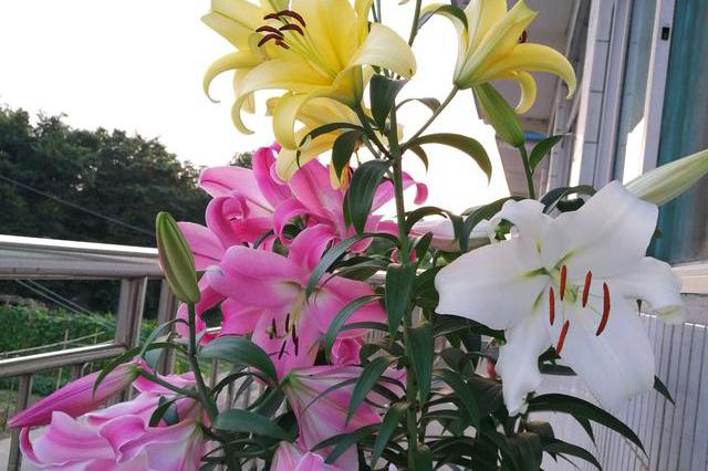 香水百合花期不定,一年四季都可开花,花开一朵