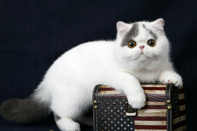 什么品种的猫最好养?十大比较好养的猫!你家养的猫听话吗?|猫|暹罗猫 ...