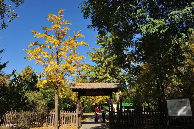 北京植物园秋色浓郁,曹雪芹纪念馆落叶一片金黄,绚彩夺目迷人眼