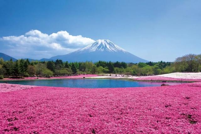 看过这样的花海,日本春天最美的景色都已被你