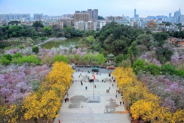 花开人间,春色正好:北有武大樱花,南有华农紫荆