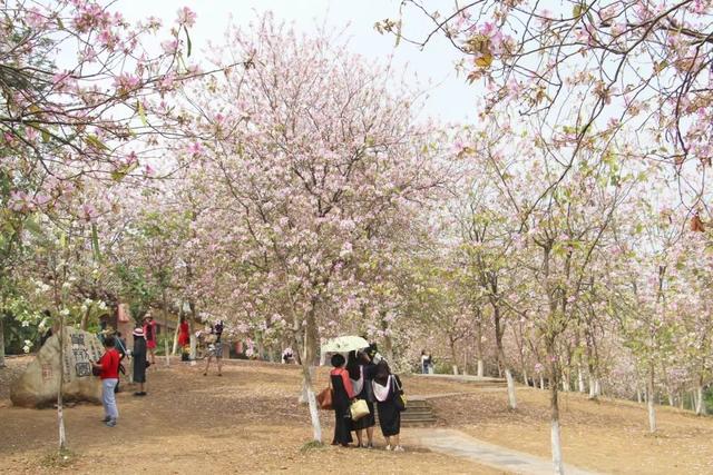 花开人间,春色正好:北有武大樱花,南有华农紫荆
