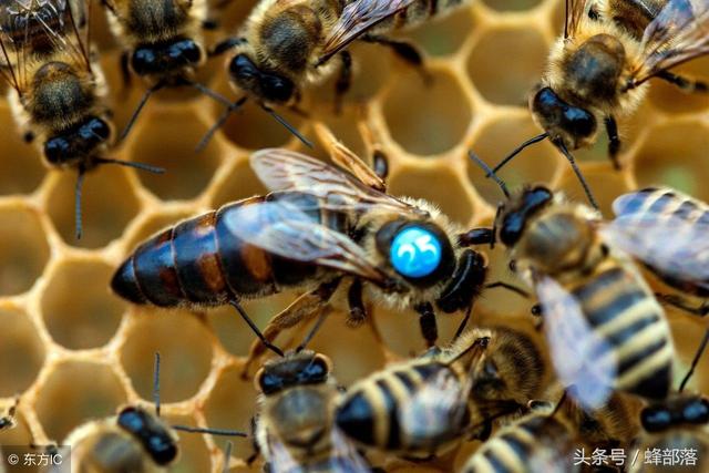 蜂王,雄蜂,工蜂,如何判断它们是否优质?标准是什么?