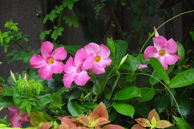 飘香藤花开败了,怎么处理,二次开花会更多?