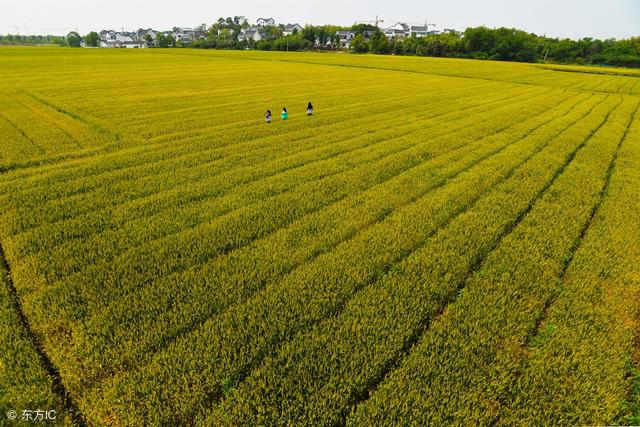 在自家农村耕地上建厂、建养殖场,算违建吗?