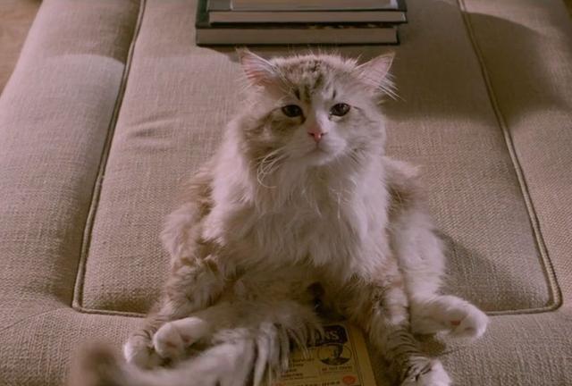 铲屎官必看猫片《九条命:霸道总裁变身贱萌猫咪