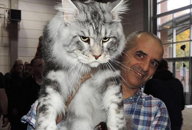 体型最大的猫咪，老虎都不一定打得过它