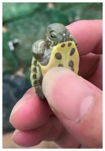 这只刚出生的小乌龟,由于它的头太大了,不能缩回到壳里,当它的