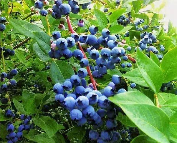 11,野生蓝莓