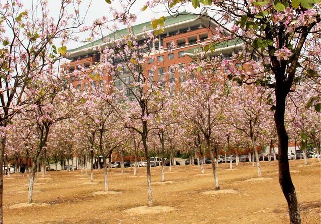 花开人间,春色正好:北有武大樱花,南有华农紫荆