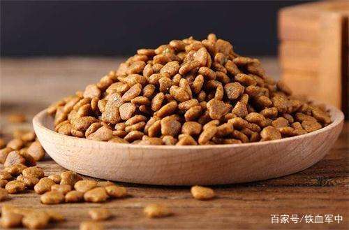 如何让五个月的柯基狗狗快速胖起来,柯基吃什