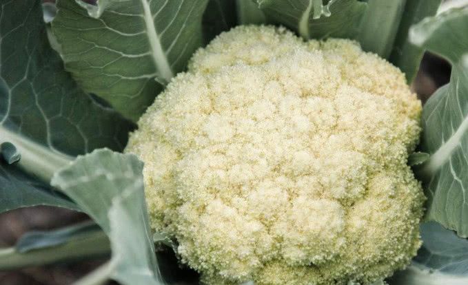 农村小伙种这种蔬菜,一亩成本几百元,亩赚近4