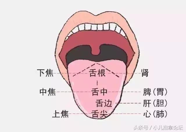 首先我们先认识下我们舌头的结构