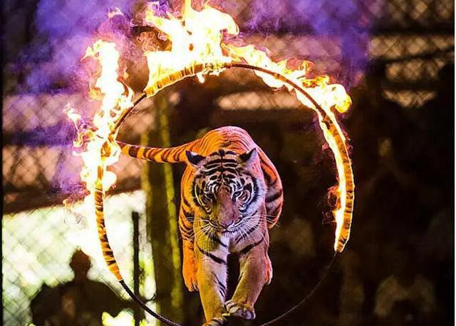 世界上没有完全被驯化的狮子和老虎,可爱和可