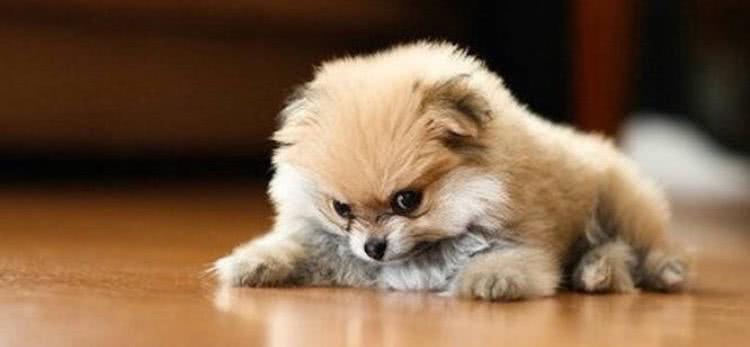 表情“超凶”的小奶狗，涉世未深就超会作，就问你怕不怕呀?