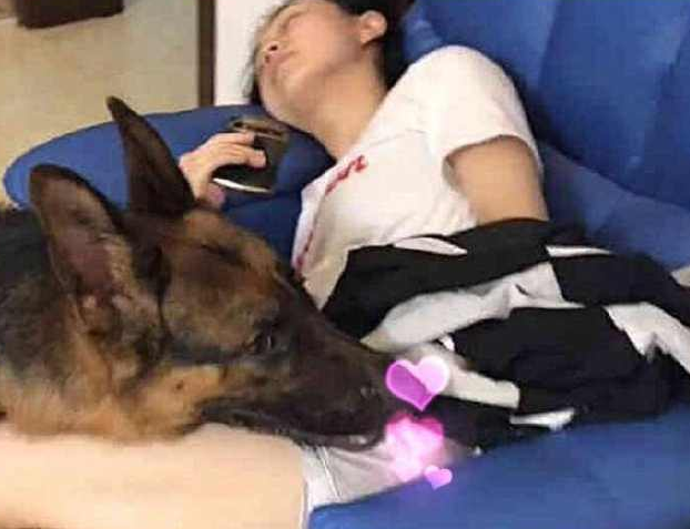 狗的心脏位置平面图