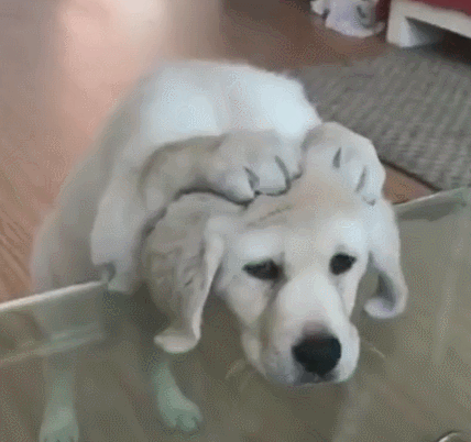 狗狗抱头认错,表情委屈,仔细一瞧差点没笑出声!