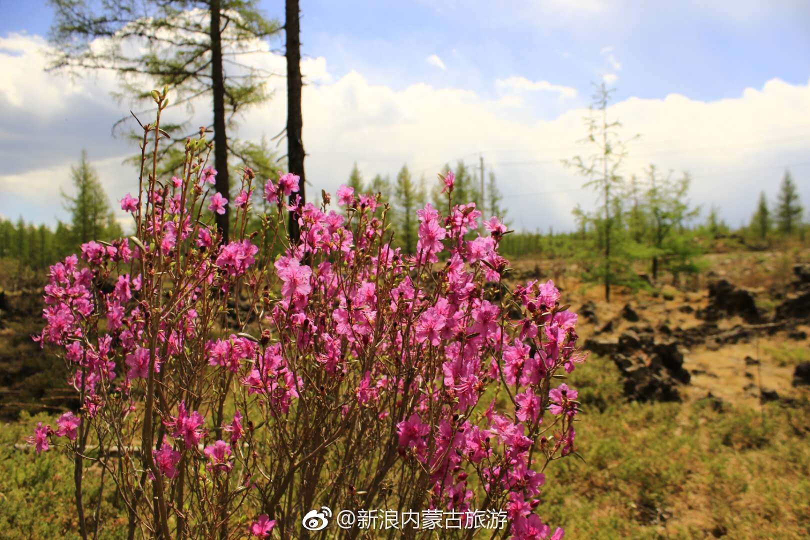 内蒙古花季旅游暨兴安杜鹃节在阿尔山杜鹃湖畔开幕