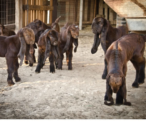 世界上最丑的羊--大马士革山羊,我是真的没认出
