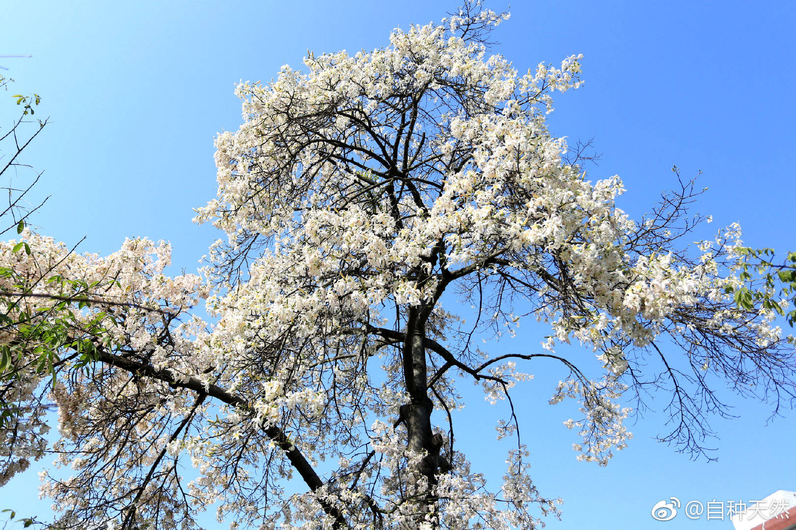 开花的樱桃 白花 分支 - Pixabay上的免费照片 - Pixabay