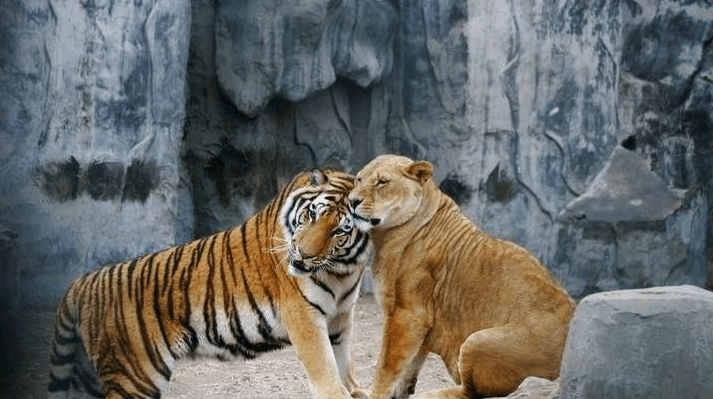 全面分析狮子和老虎到底谁是百兽之王?