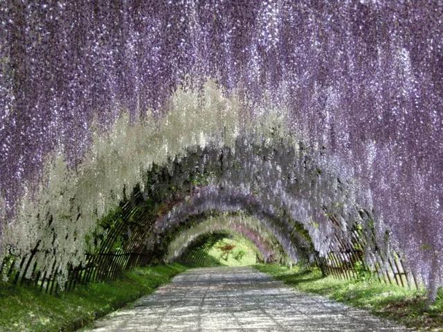 看过这样的花海,日本春天最美的景色都已被你