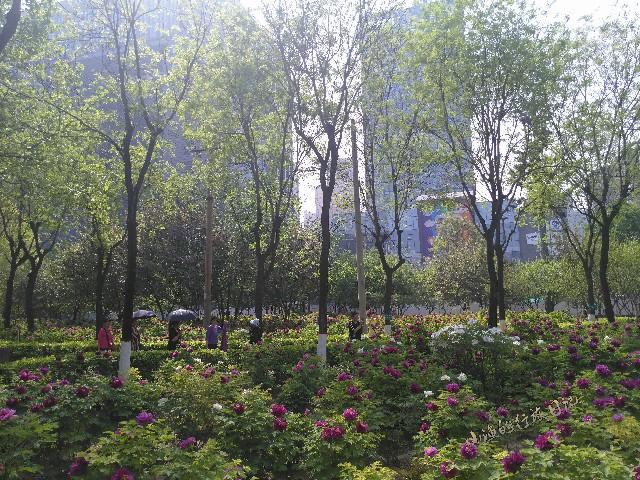 清明小长假去哪玩?西安城西24000株牡丹齐绽