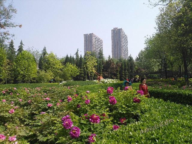 清明小长假去哪玩?西安城西24000株牡丹齐绽