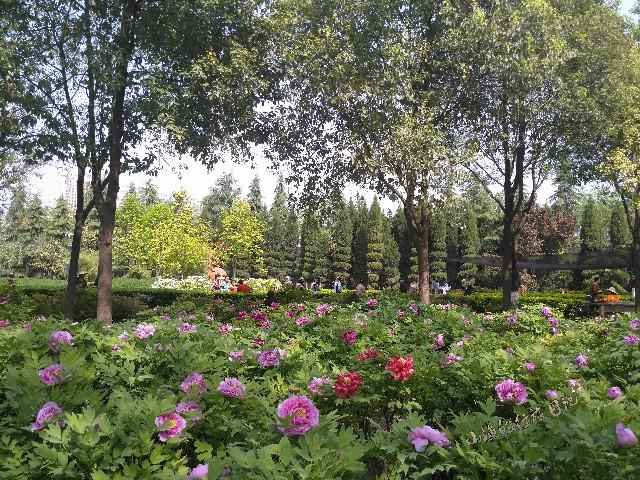 清明小长假去哪玩?西安城西24000株牡丹齐绽