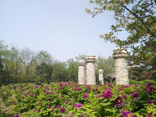 清明小长假去哪玩?西安城西24000株牡丹齐绽