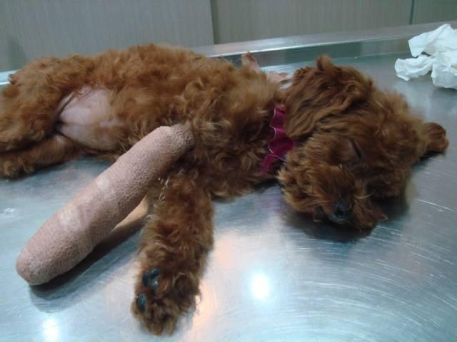 泰迪:泰迪比较身体素质比较差,比较容易生病和骨折 ..