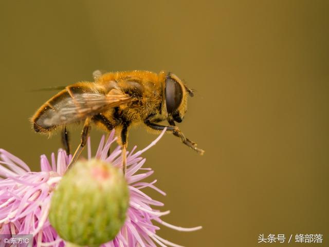 科学家研究发现:蜜蜂在高温下生殖器会爆出腹部,出现...