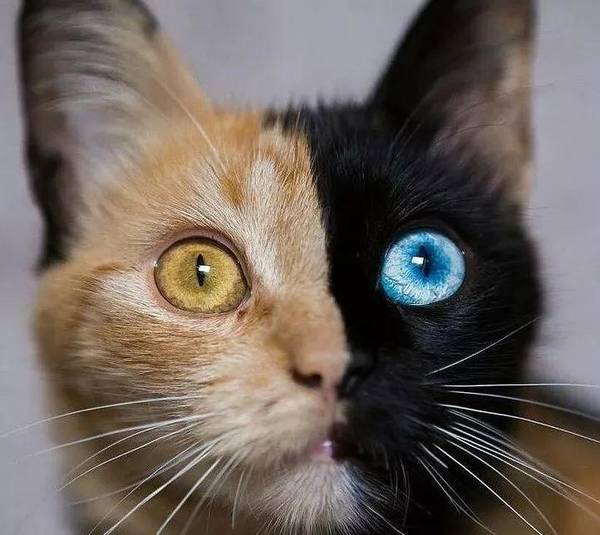 变异动物|精的变异巨型动物内容成精的变异巨型动物版面