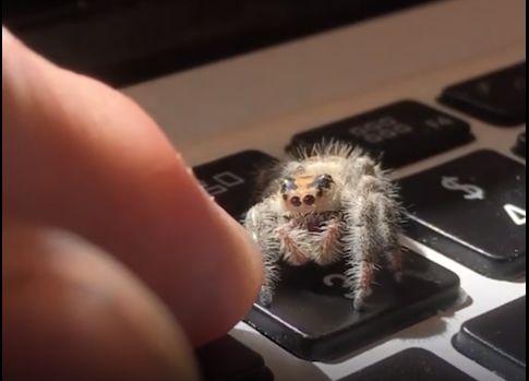 养只小蜘蛛,不走寻常路,会握手的蜘蛛要不要了