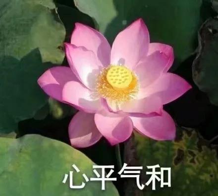 超级流行1的【佛系莲花】表情端午节过搞笑图片的福建图片
