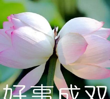 超级流行1的【佛系莲花】表情有qq的空间图片搞笑图片字适合图片