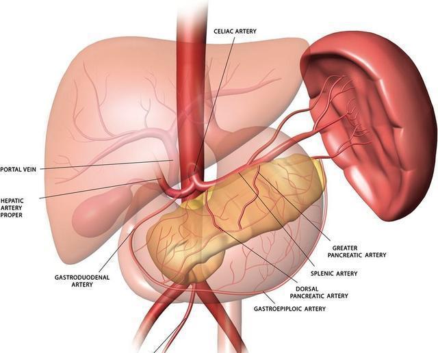 脾是后天之本, 脾脏养生重在日常