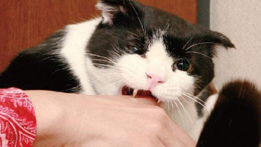 家里的猫咪老是咬人, 网友想出一招, 彻底把问题